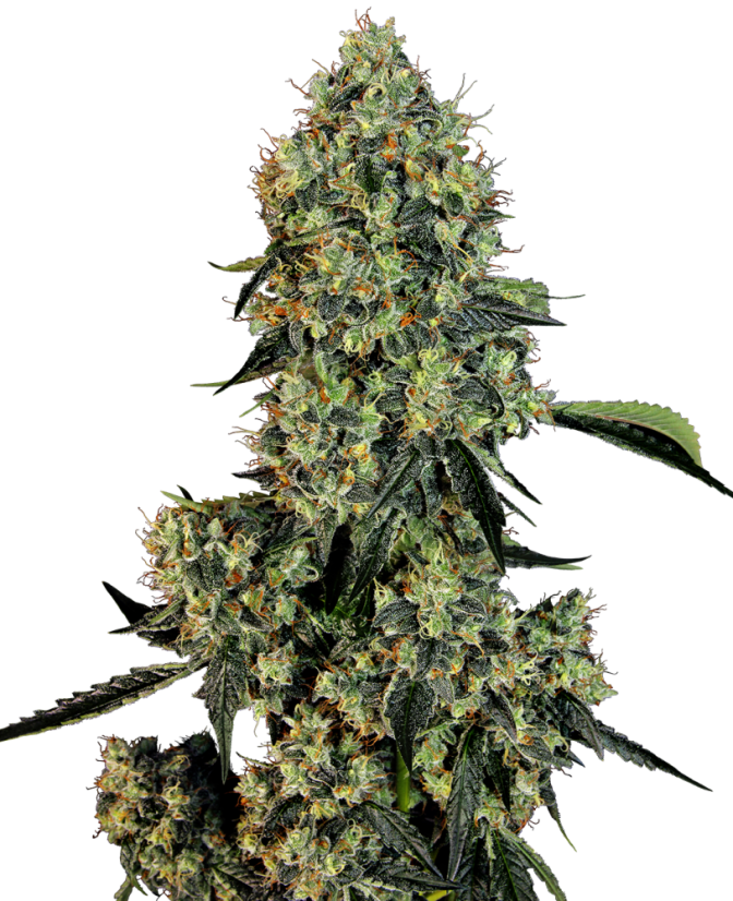 Sensi Seeds Cannabis Seeds OG Kush Feminized by White Label, 3-10 ks