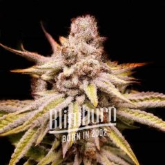 Blimburn Seeds Semena konoplje Wifi OG Feminized