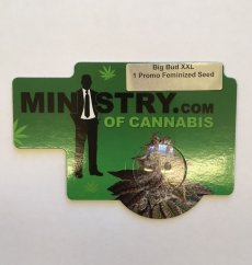 1x Big Bud XXL (фемінізоване сімейство від Ministry of Cannabis)