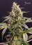 Cannapedia 2021 Månkalender - Autoflowering Cannabisstammar + 7x frön (Seedstockers och Top Tao Seeds)