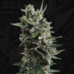 T.H.Seeds™ Cannabis Seeds Auto Critical HOG™, olika förpackningar, feminiserade