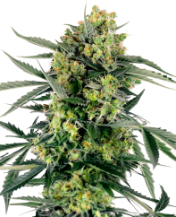 Sensi Seeds Cannabisfrön Blueberry Zkittlez Automatic Feminized, 3-10 st