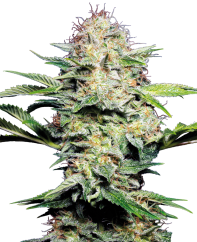 Sensi Seeds კანაფის თესლი Sensi Skunk Automatic® Feminized, 3-10 ც.