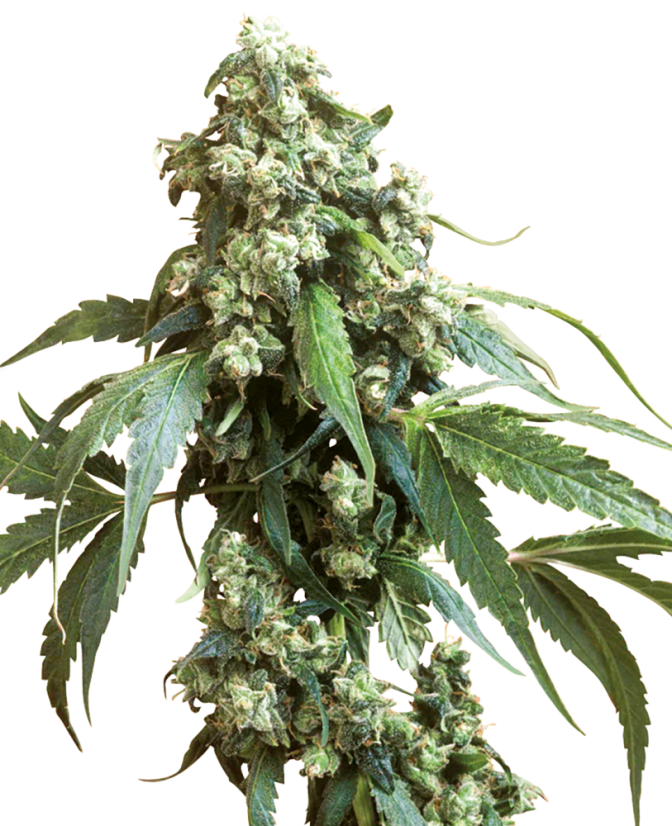 Sensi Seeds Насіння коноплі Jack Flash® Regular, 10 шт.