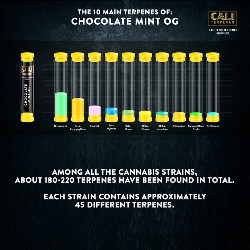 Cali Terpenes - CHOCOLATE CON MENTA OG, 1 ml