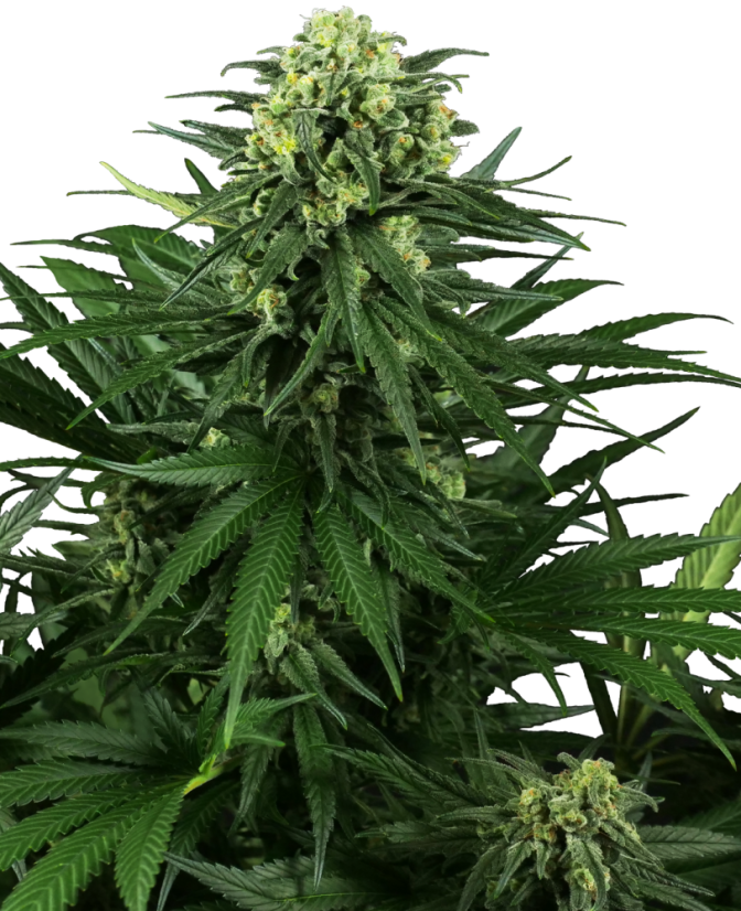 Sensi Seeds Żrieragħ tal-kannabis Honey Melon Kush Feminizzati, 3-10 pcs