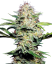 Sensi Seeds Semi di Cannabis Sensi Skunk Automatic® Femminizzati, 3-10 pz