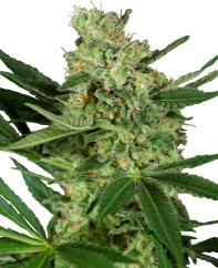 Sensi Seeds Cannabis Seeds Pumpkin Spice Feminized, 3-10 ks