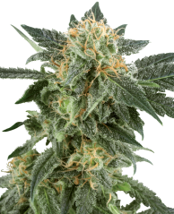 Sensi Seeds Cannabis Seeds Snow Ryder Automatic Feminized by White Label, 3-10 gab.