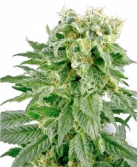 Sensi Seeds Cannabis Seeds Double Gum Regular ar White Label, 10 gab.