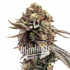 Blimburn Seeds Kanapių sėklų vaiduoklių traukinys „Haze“ sumoteriškė