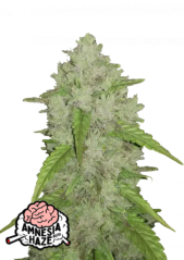 Fast Buds Sementes de Cannabis Amnesia Haze Auto