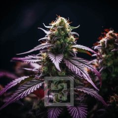 Blimburn Seeds Насіння коноплі Sirius Black Feminized