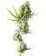 Sensi Seeds Насіння коноплі Durban® Feminized, 3-10 шт.