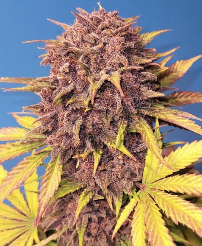 Graines de cannabis Fast Buds Purple Lemonade Auto