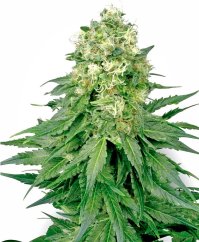 Sensi Seeds Kanapių sėklos White Widow Regular pagal baltą etiketę, 10 vnt.