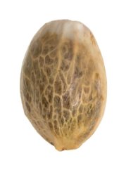 3x feminizované semienko zo svetoznámej semennej banky