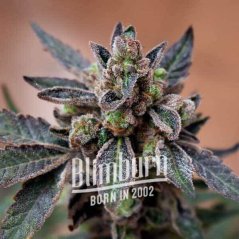 Blimburn Seeds Насіння коноплі Mochi Gelato Feminized