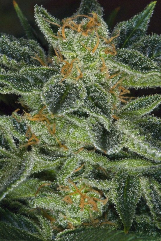 T.H.Seeds™ Hanfsamen Skunk XXX, diverse Packungen, regulär