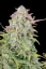 Fast Buds 420 Cannabis Seeds Trainwreck Auto