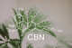 Olej CBN a olej CBD - czym się różnią?