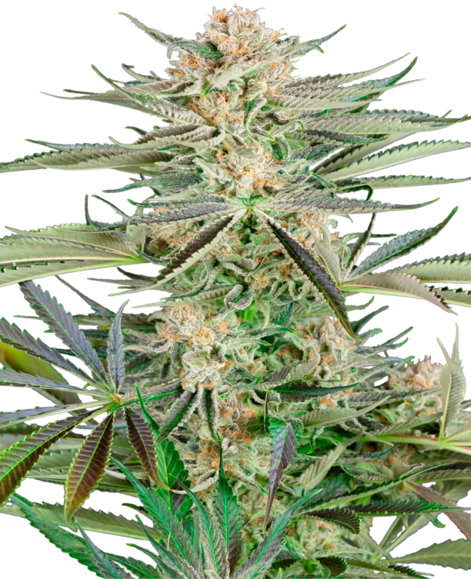 Sensi Seeds Cannabis Seeds Skruvmejsel OG Feminiserad, 3-10 st