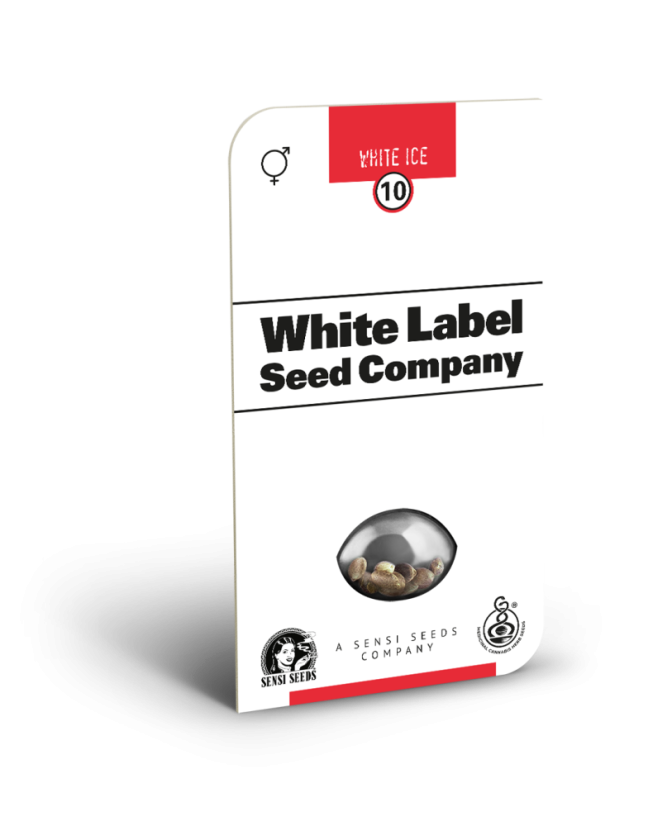 Sensi Seeds Kanapių sėklos White Ice Regular pagal baltą etiketę, 10 vnt.