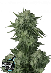 Sementes de cannabis Fast Buds Moby Dick Auto