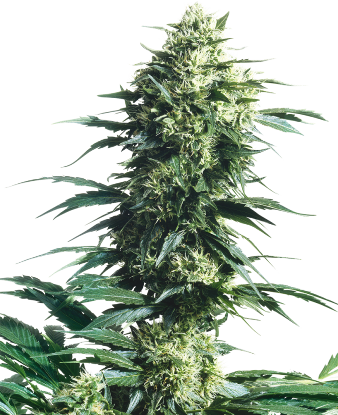 Sensi Seeds Cannabiszaden Mother's Finest® Regulier, 10 stuks