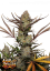 Fast Buds Żerriegħa tal-Kannabis Apple Strudel Auto