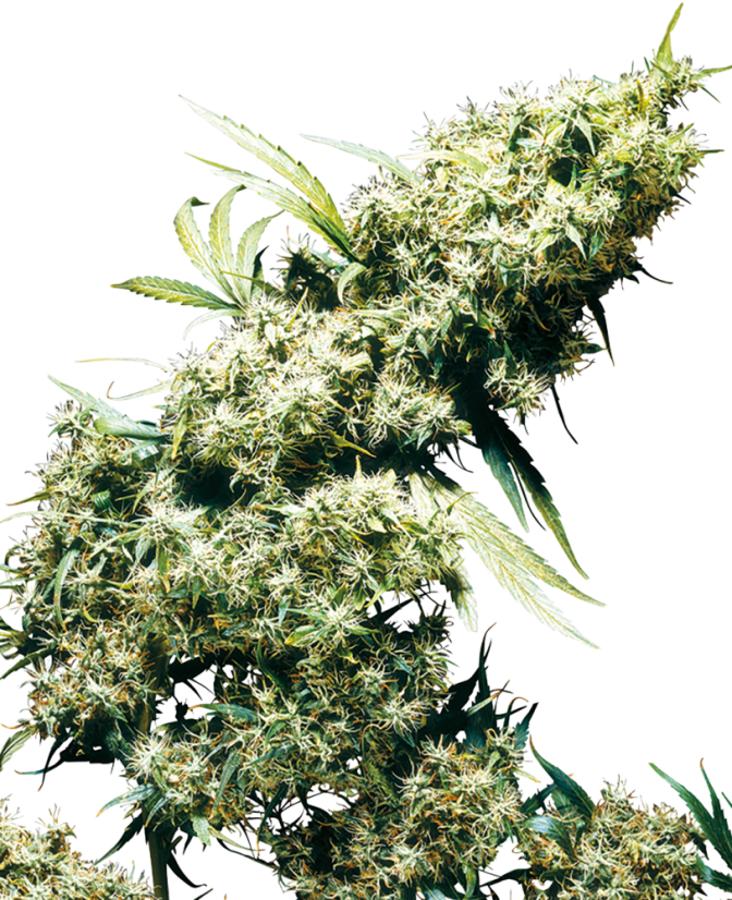 Sensi Seeds Cannabisfrø Jamaican Pearl® Regular, 10 stk.