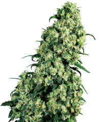 Sensi Seeds Semi di Cannabis Skunk #1® Femminizzati, 3-10 pz