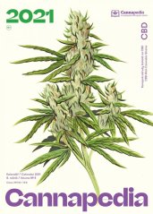 Cannapedia 2021. aasta kuukalender – CBD-rikkad kanepitüved + 3x seemned (Kannabia, supertüved ja Seedstockers)