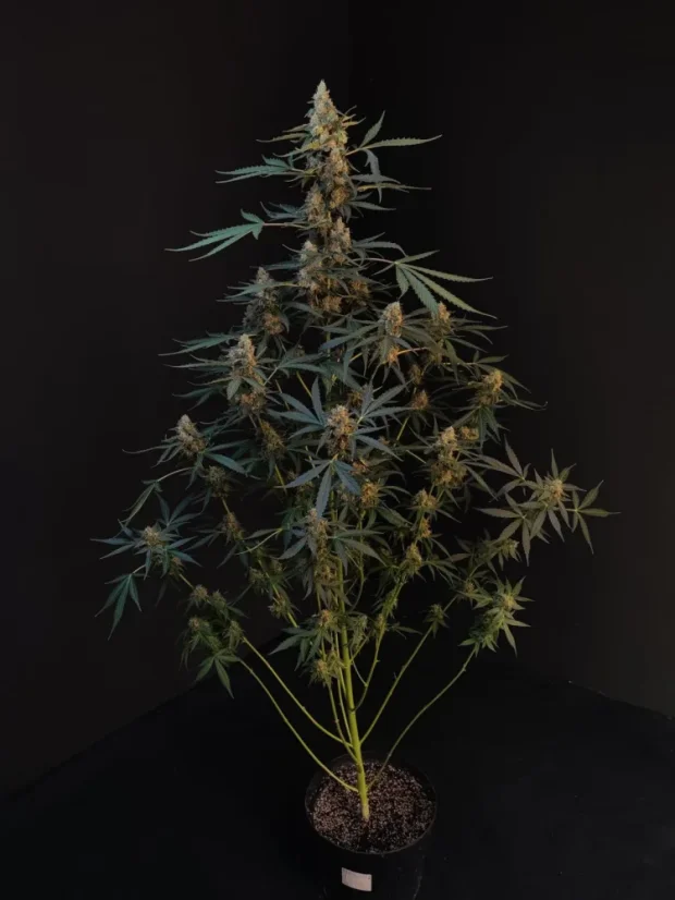Fast Buds Żerriegħa tal-Kannabis Northern Lights Auto