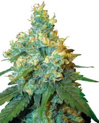 Sensi Seeds Semi di Cannabis Jack Herer® Femminizzati, 3-10 pz