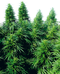 Sensi Seeds Cannabis Ruderalis Skunk® Regular, 10 st