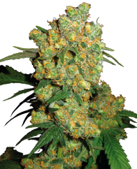 Sensi Seeds Cannabis Seeds Big Bud® feminisert, 3-25 stk