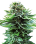 Sensi Seeds Semillas de cannabis Northern Lights Automatic® Feminizadas, 3-10 uds.