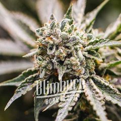 Blimburn Seeds Cannabisfrön GMO feminiserade