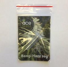 3x Bangi Haze (regulāra semínka no Ace Seeds)