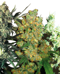 Sensi Seeds Насіння коноплі Feminized Mix®, 5-20 шт.