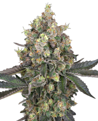 Sensi Seeds Насіння коноплі Sweet Berry Breeze Feminized White Label, 3-10 шт.