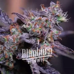 Blimburn Seeds Семена от канабис Blackberry Moonstones Auto