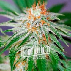 Blimburn Seeds Semena konoplje Red Dragon Feminized