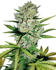 Sensi Seeds Cannabis Seeds Skunk #1 Automatic Feminized by White Label, 3-10 шт.