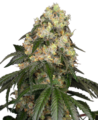 Sensi Seeds Hạt giống cần sa White Biscotti OG XXL Feminized của White Label, 3-10 chiếc