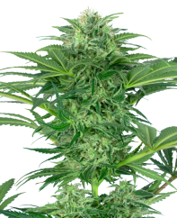 Sensi Seeds Cannabis Seeds Skunk Dream CBD Feminized, 3-10 st