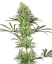 Sensi Seeds Cannabiszaden Double Banana Kush Feminized van White Label, 3-10 stuks