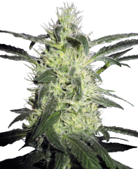 Sensi Seeds Cannabis Silver Haze® Regular, 10 Stück