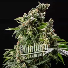 Blimburn Seeds Cannabis Zaden Cafe Racer Auto